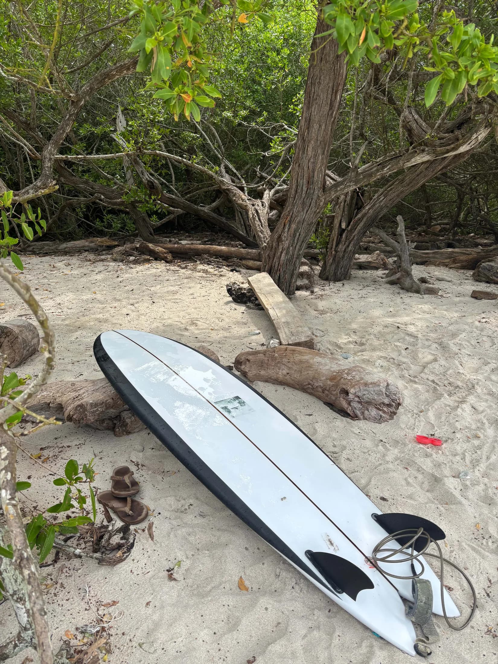 The finished board on the sand among mangrove roots